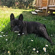 Pinup Serrette participe au concours pour gagner de l'argent avec cette photo : dog, french_bulldog, grass, flowers, daisies, outdoor, sunlight, pet, animal, lawn, nature, wooden_stairs, relaxing, summer, canine, greenery, garden, daytime, cute, ears