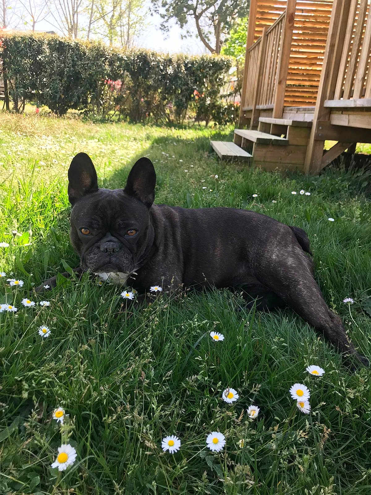 Pinup Serrette participe au concours pour gagner de l'argent avec cette photo : dog, french_bulldog, grass, flowers, daisies, outdoor, sunlight, pet, animal, lawn, nature, wooden_stairs, relaxing, summer, canine, greenery, garden, daytime, cute, ears