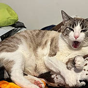 Kurt participe au concours pour gagner de l'argent avec cette photo : animal, bed, blanket, cat, cozy, cute, domestic, feline, fur, indoor, paw, pet, pink_nose, relaxed, resting, sleepy, soft, striped, whiskers, yawning
