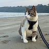 animal, beach, blue_eyes, cat, coast, curious, daytime, fur, harness, leash, mammal, nature, outdoor, pet, quiet, sand, sitting, sky, water, whiskers