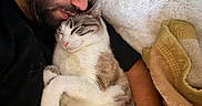 Kurt participe au concours pour gagner de l'argent avec cette photo : beard, blanket, casual, cat, closeup, comfort, cozy, cuddle, ear_piercing, friendship, furry, indoor, man, paw, pet, portrait, relaxation, resting, sleeping, watch