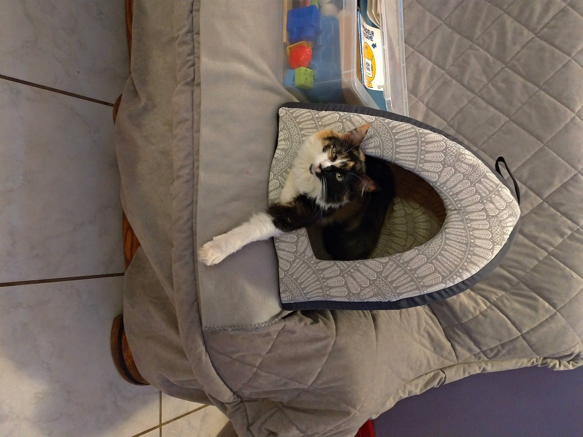 Princesse a rejoint le concours — aidez-le/la à gagner de superbes lots ! canidae, carnivore, companion_dog, dog, dog_breed, lhasa_apso, shih_tzu, toy_dog