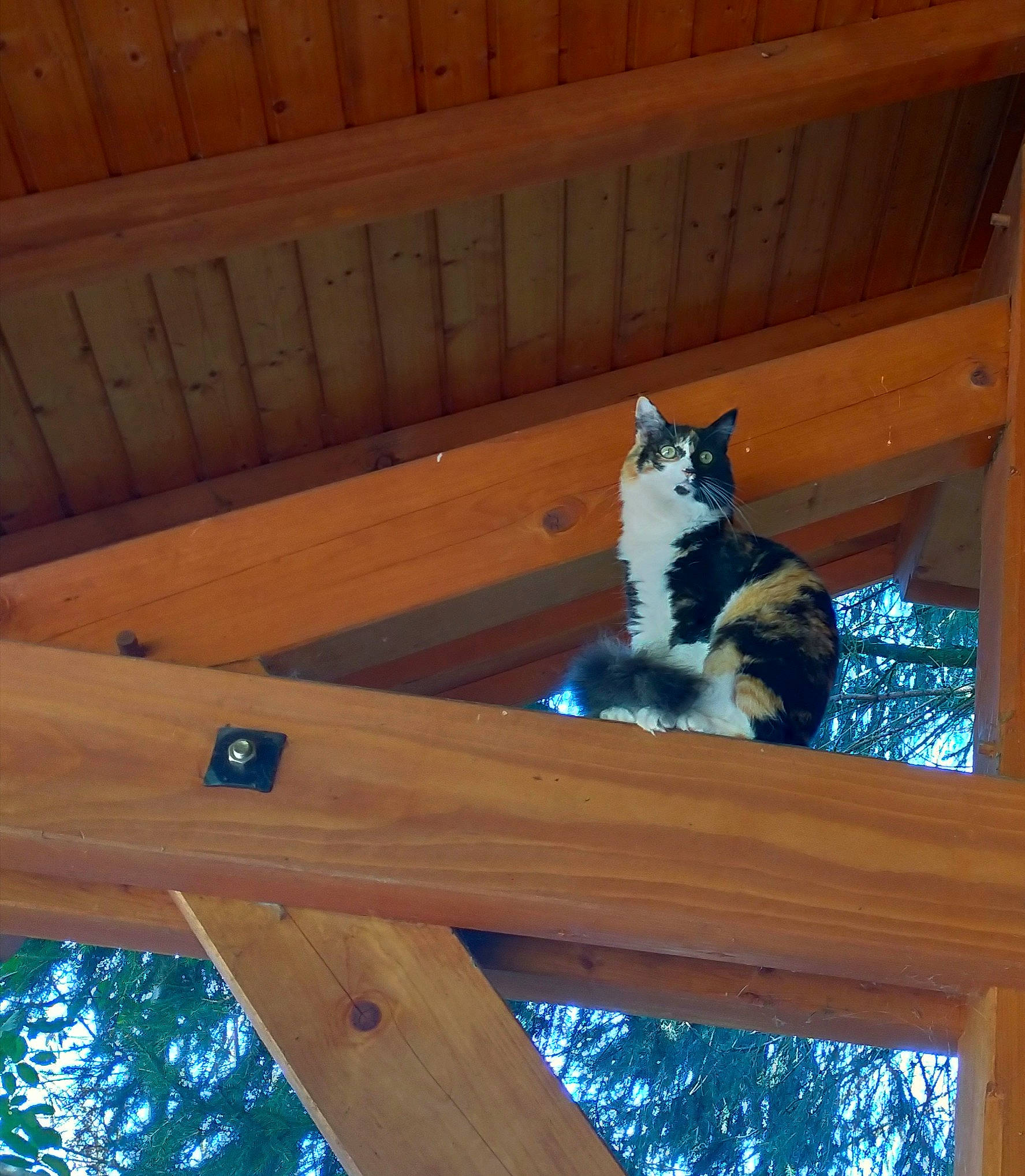 Princesse participe au concours pour gagner de l'argent avec cette photo : beam, carnivore, cat, felidae, hardwood, log_cabin, room, shed, small_to_medium_sized_cats, wood, wood_stain