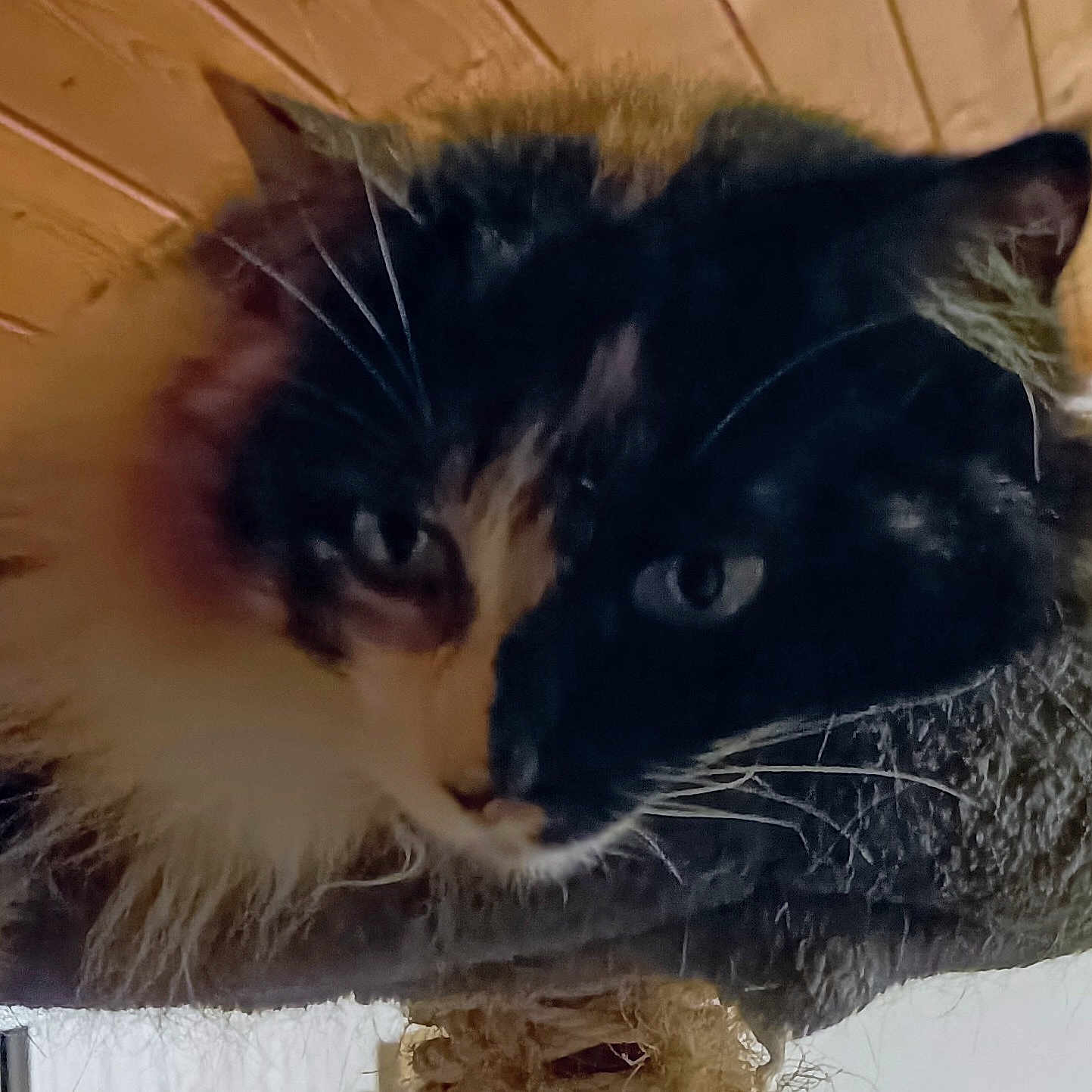 Princesse participe au concours pour gagner de l'argent avec cette photo : black_cat, carnivore, cat, cat_supply, claw, domestic_short_haired_cat, felidae, fur, paw, plant, small_to_medium_sized_cats, snout, tail, terrestrial_animal, tree, whiskers, window