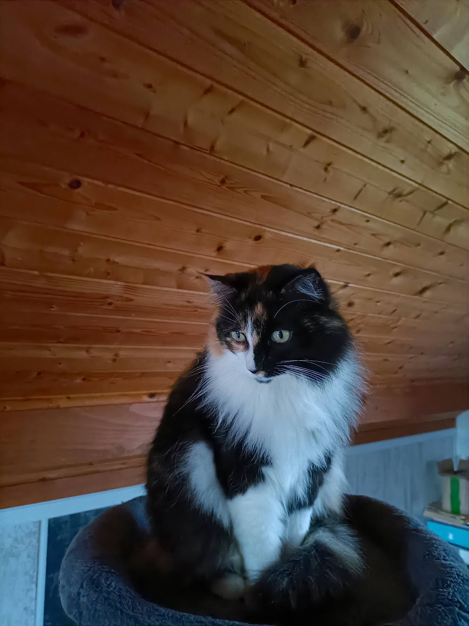 Princesse participe au concours pour gagner de l'argent avec cette photo : carnivore, cat, domestic_short_haired_cat, felidae, flooring, fur, hardwood, lumber, plank, plywood, room, sitting, small_to_medium_sized_cats, tail, varnish, whiskers, window, wood, wood_flooring, wood_stain