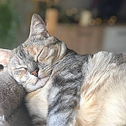 Rubis participe au concours pour gagner de l'argent avec cette photo : cat, sleeping, tabby, fur, closeup, pet, cozy, resting, whiskers, nap, soft, indoor, bed, cute, animal, relaxation, feline, peaceful, blurred_background, warm