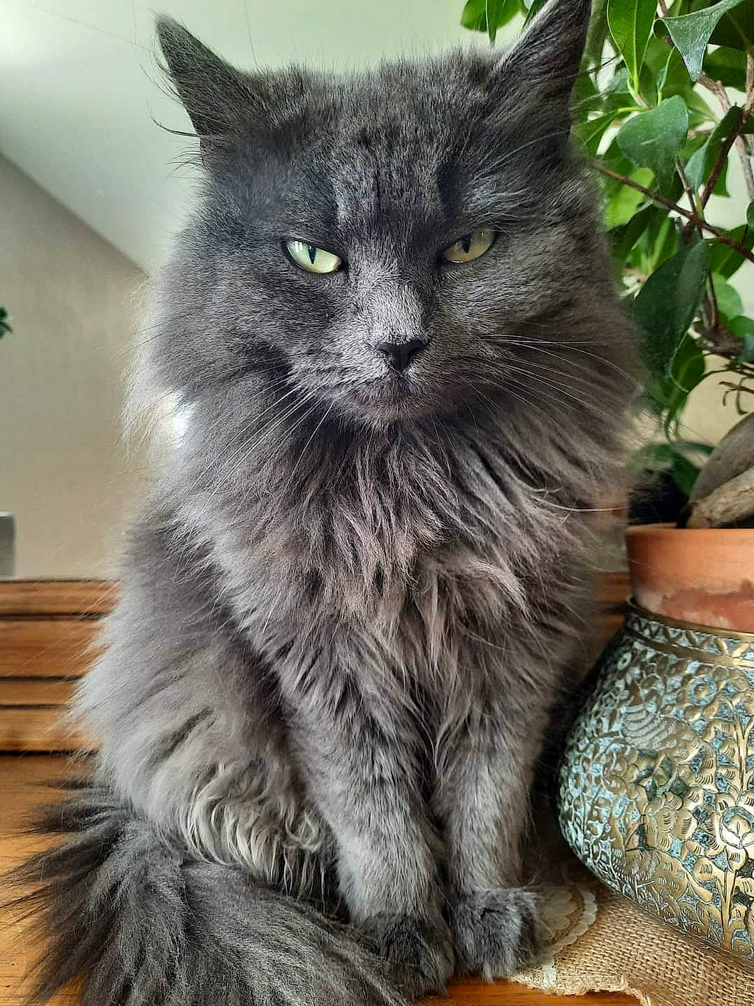 Boulette a rejoint le concours — aidez-le/la à gagner de superbes lots ! black_cat, british_longhair, carnivore, cat, claw, domestic_short_haired_cat, eye, felidae, fur, grey, groundcover, pattern, plant, small_to_medium_sized_cats, snout, tail, terrestrial_animal, whiskers, window