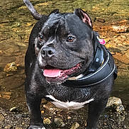 Jazz Aka Deebo joined the competition — help win amazing prizes! dog, black_dog, animal, pet, water, stream, rocks, outdoor, nature, tongue_out, happy, playful, collar, paws, daylight, wet, standing, canine, riverbed, adventure