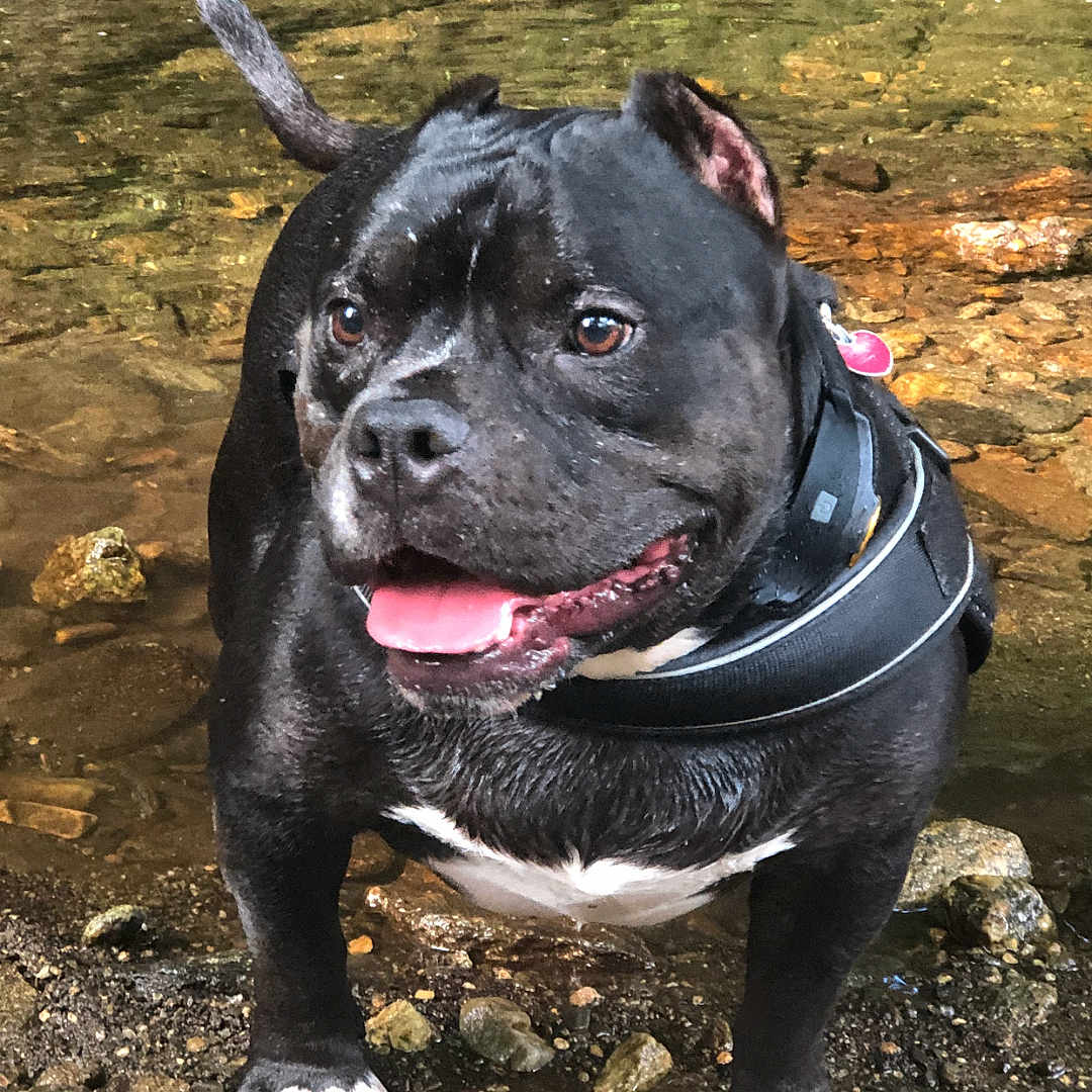 Jazz Aka Deebo joined the competition — help win amazing prizes! dog, black_dog, animal, pet, water, stream, rocks, outdoor, nature, tongue_out, happy, playful, collar, paws, daylight, wet, standing, canine, riverbed, adventure