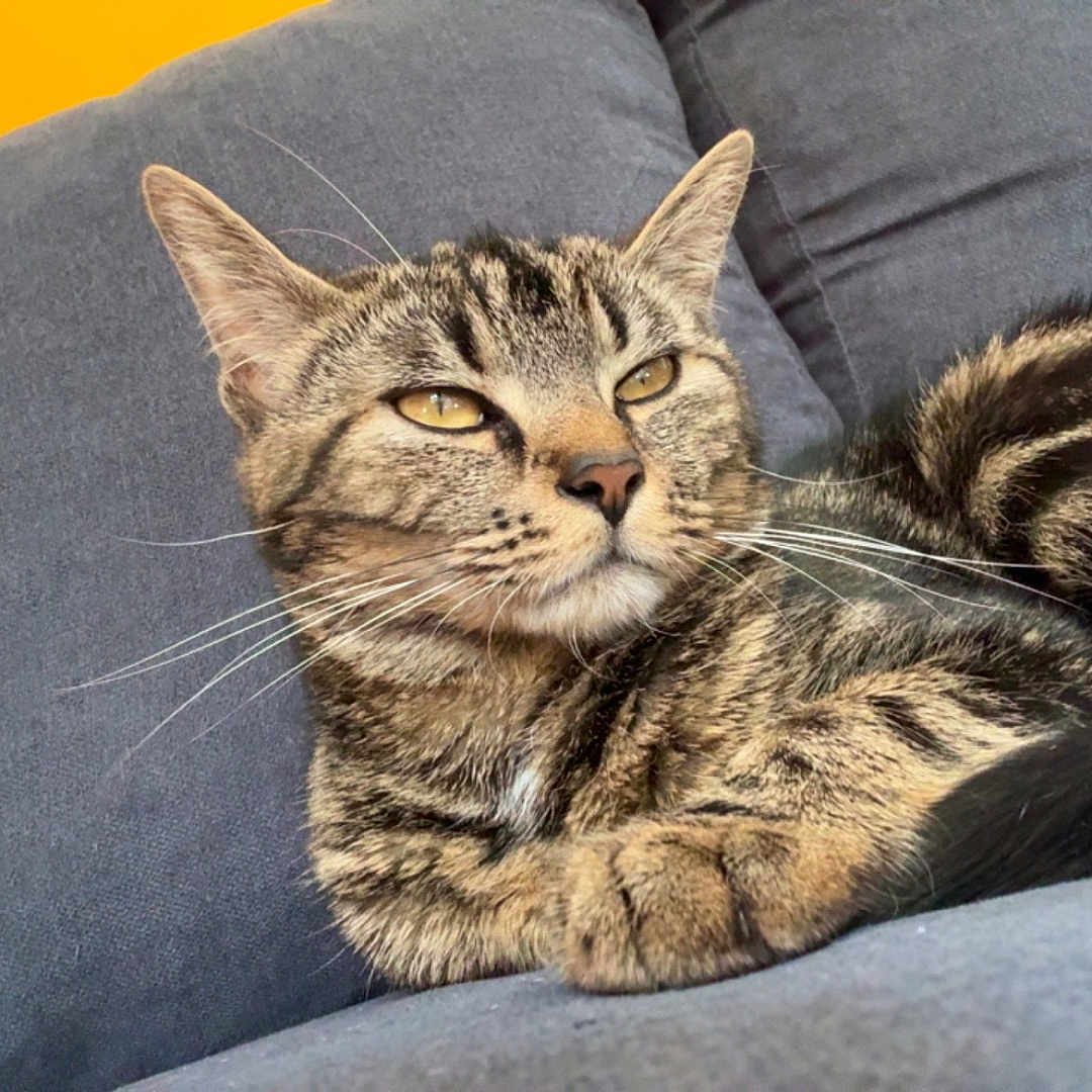 Uraya a rejoint le concours — aidez-le/la à gagner de superbes lots ! abyssinian, animal, architecture, armchair, building, cat, chair, couch, cushion, egyptiancat, furniture, homedecor, indoors, kitten, livingroom, manx, person, pet, room, sleeping