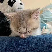 Merlin a rejoint le concours — aidez-le/la à gagner de superbes lots ! kitten, sleeping, cat, plush_toy, panda, stuffed_animal, blanket, cozy, soft_fur, indoor, resting, cute, pet, animal, nap, furry, toy, comfort, close_up, bedroom