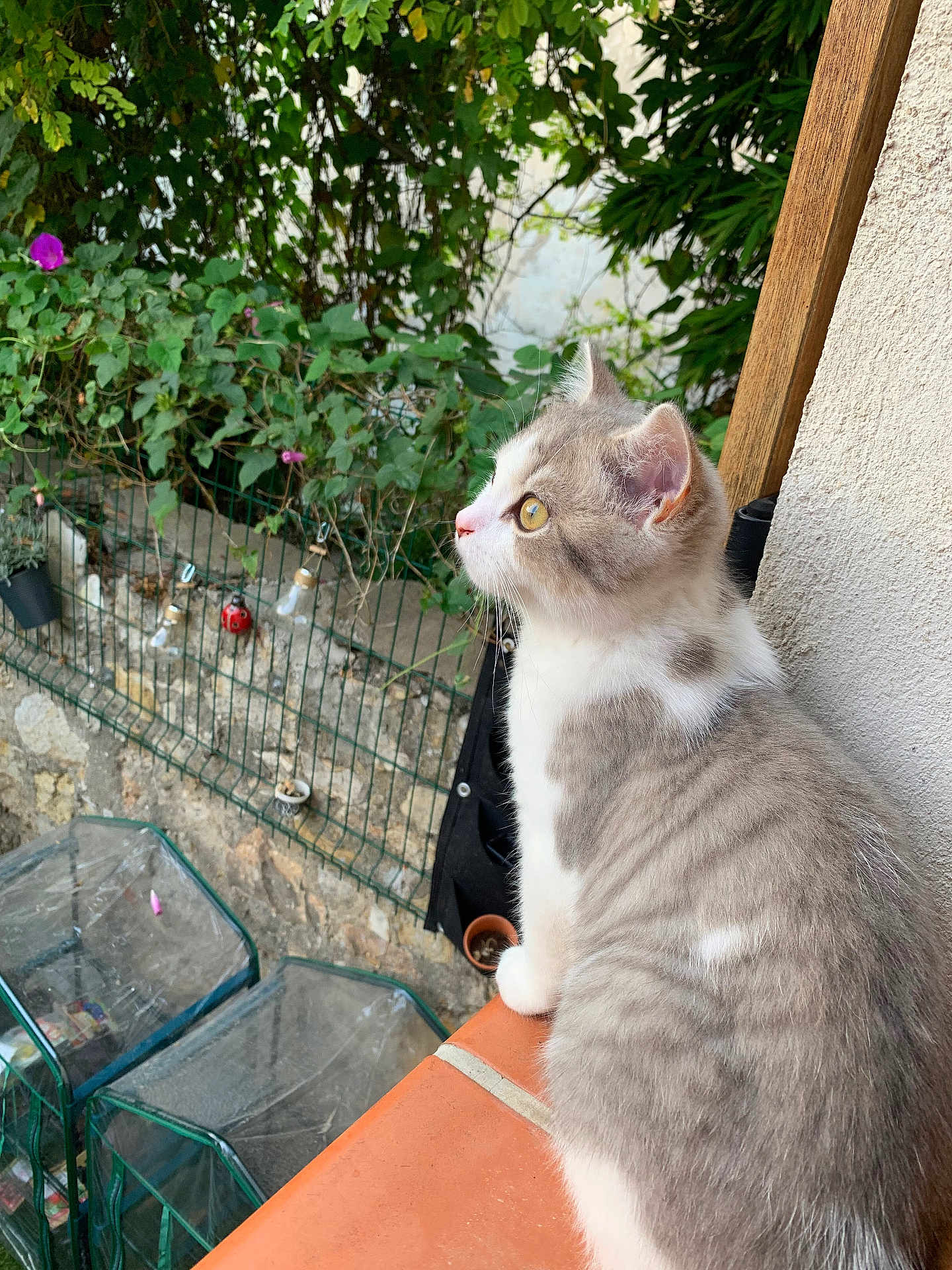 Merlin a rejoint le concours — aidez-le/la à gagner de superbes lots ! cat, gray_and_white, feline, sitting, terracotta, ledge, garden, greenery, plants, flowers, outdoor, curious, pet, animal, yellow_eyes, side_view, nature, peaceful, fence, daylight