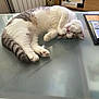 cat, sleeping, nap, fluffy, glass_table, indoor, cozy, furniture, remote_control, books, relaxing, pet, cute, domestic_animal, whiskers, paws, tabby, resting, home, peaceful