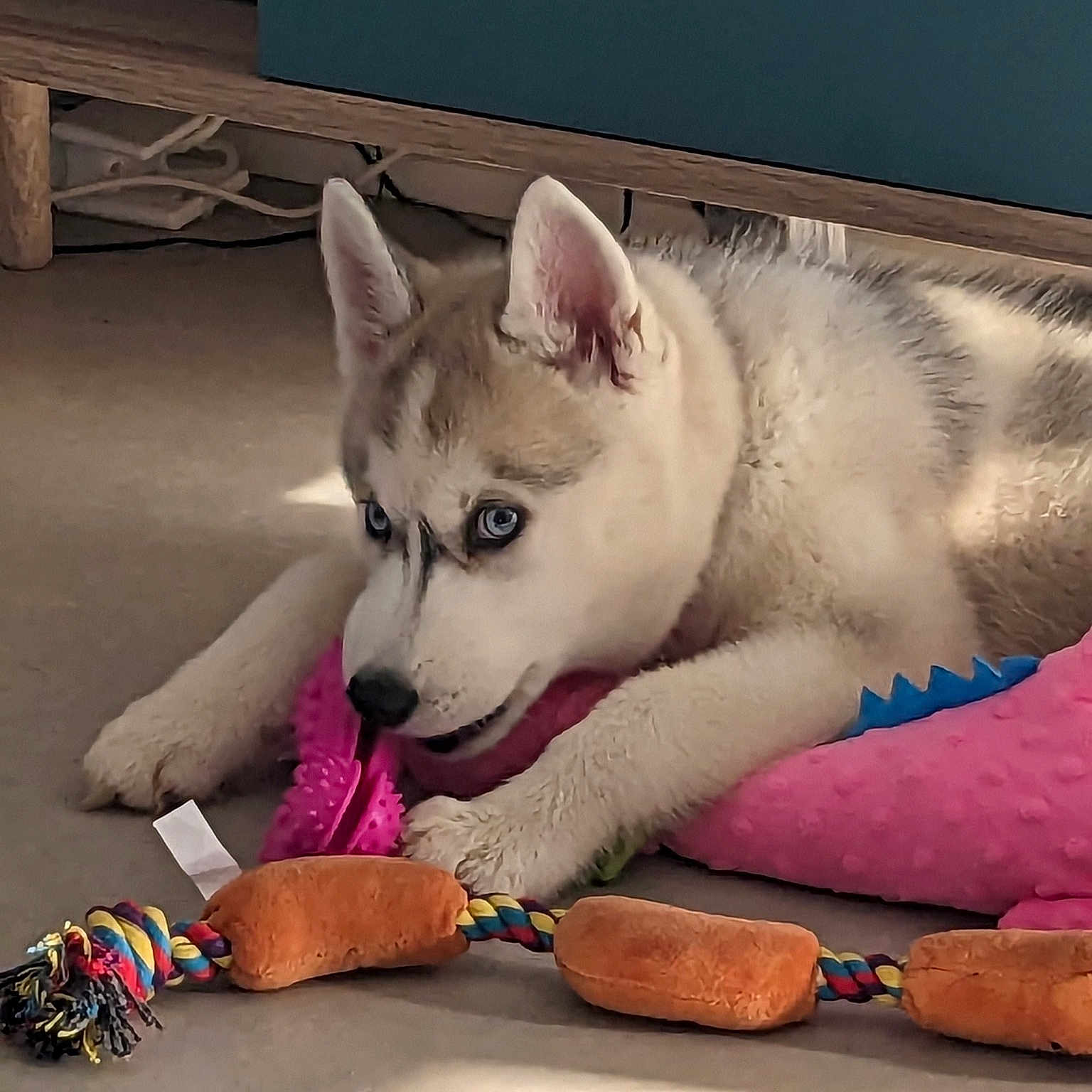 Laïka participe au concours pour gagner de l'argent avec cette photo : canidae, carnivore, comfort, companion_dog, dog, dog_breed, fawn, felidae, flooring, foot, fur, metal, paw, small_to_medium_sized_cats, snout, tail, television, terrestrial_animal, whiskers, wood