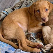 Merida is registered to the contest to win money with this photo: puppy, dog, brown, blanket, cute, pet, animal, fur, sleeping, young, indoors, resting, paw, face, ears, cozy, companion, domestic_animal, snuggle, soft