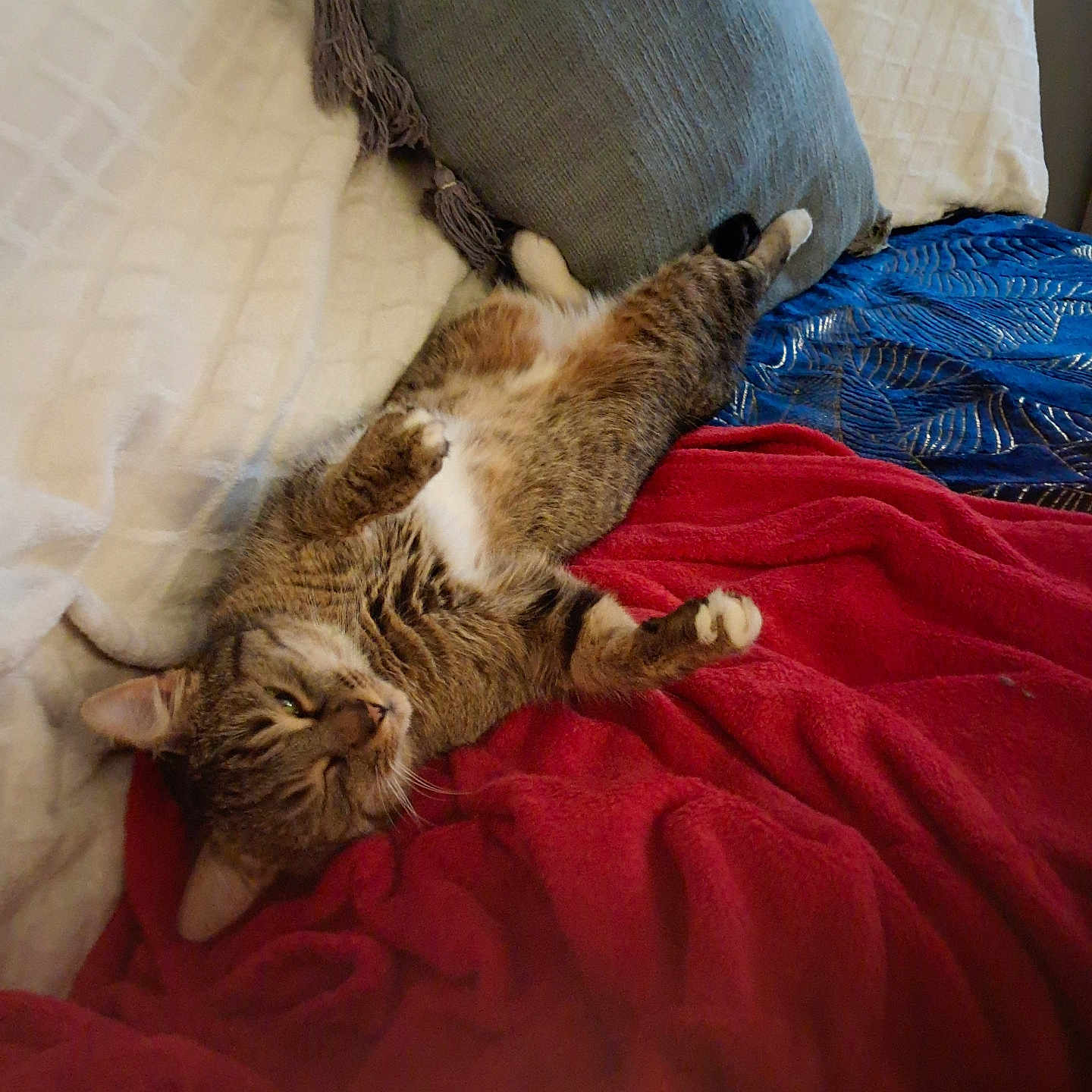 Tigrou participe au concours pour gagner de l'argent avec cette photo : abyssinian, animal, bed, bedroom, blanket, cat, couch, cushion, furniture, homedecor, indoors, kitten, linen, manx, person, pet, pillow, quilt, room, sleeping