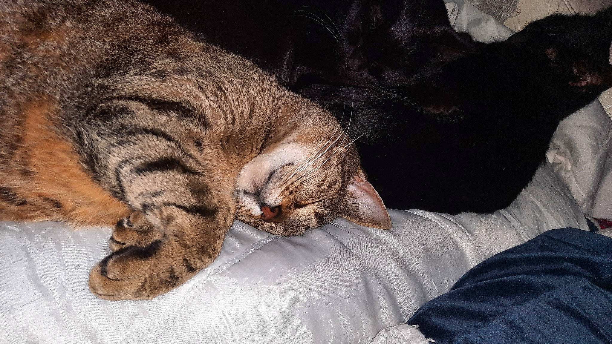 Villabé participe au concours pour gagner de l'argent avec cette photo : carnivore, cat, claw, comfort, domestic_short_haired_cat, fawn, felidae, foot, fur, nap, paw, sleep, small_to_medium_sized_cats, snout, tail, terrestrial_animal, whiskers, wrinkle