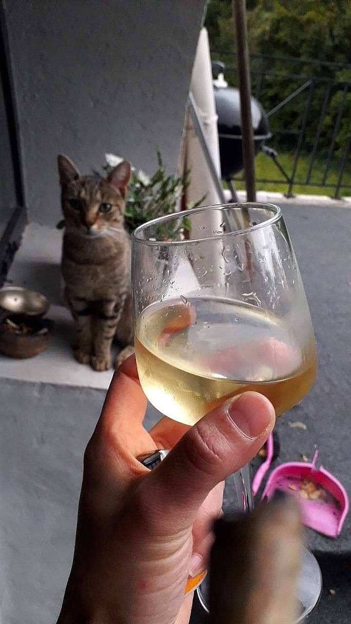Villabé participe au concours pour gagner de l'argent avec cette photo : alcoholic_beverage, aperitif, barware, carnivore, cat, champagne_stemware, cocktail, drink, drinking, drinkware, felidae, fluid, glass, plant, small_to_medium_sized_cats, stemware, tableware, white_wine, wine, wine_glass