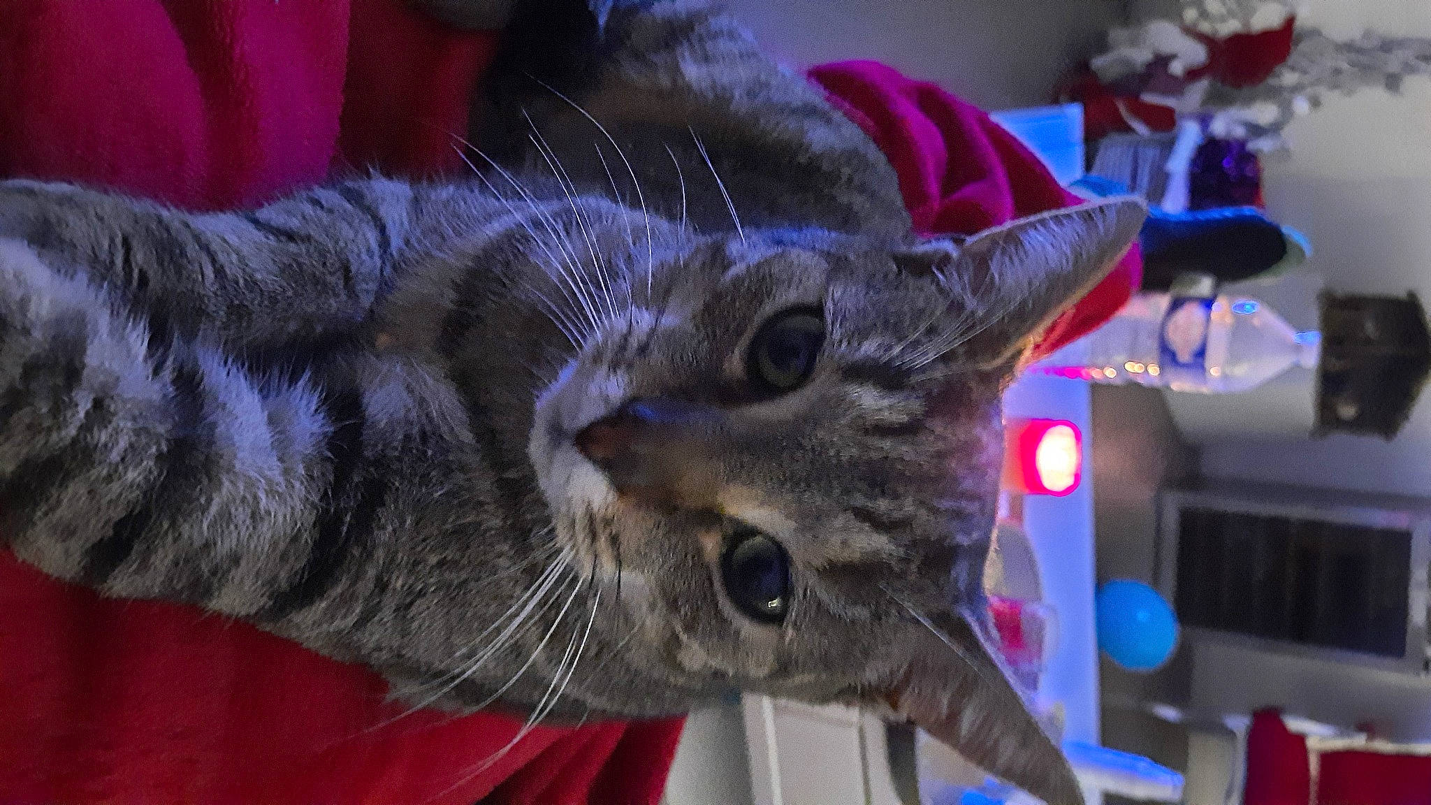 Villabé a rejoint le concours — aidez-le/la à gagner de superbes lots ! carnivore, cat, claw, domestic_short_haired_cat, ear, electric_blue, event, felidae, fur, mammal, paw, plant, small_to_medium_sized_cats, snout, tail, terrestrial_animal, tree, whiskers, wildlife