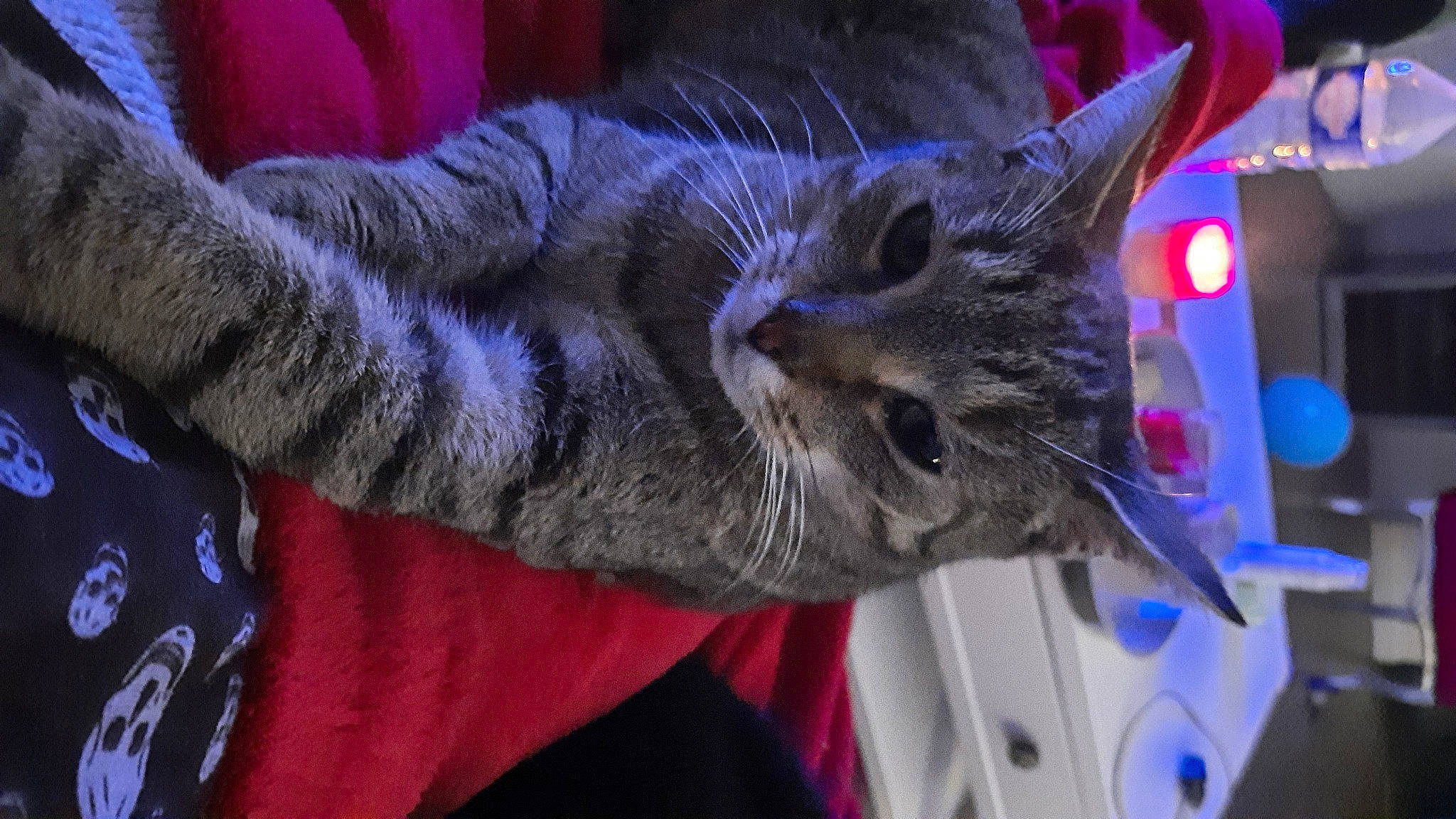 Villabé participe au concours pour gagner de l'argent avec cette photo : carnivore, cat, claw, domestic_short_haired_cat, electric_blue, felidae, fur, magenta, paw, small_to_medium_sized_cats, snout, tail, whiskers