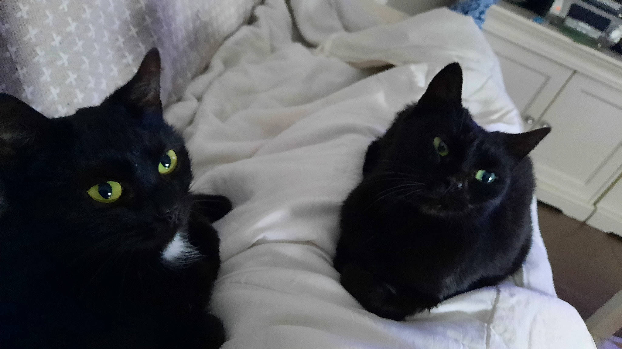 Rubis participe au concours pour gagner de l'argent avec cette photo : black_cat, bombay, carnivore, cat, comfort, domestic_short_haired_cat, felidae, fur, grey, linens, small_to_medium_sized_cats, snout, tail, terrestrial_animal, whiskers