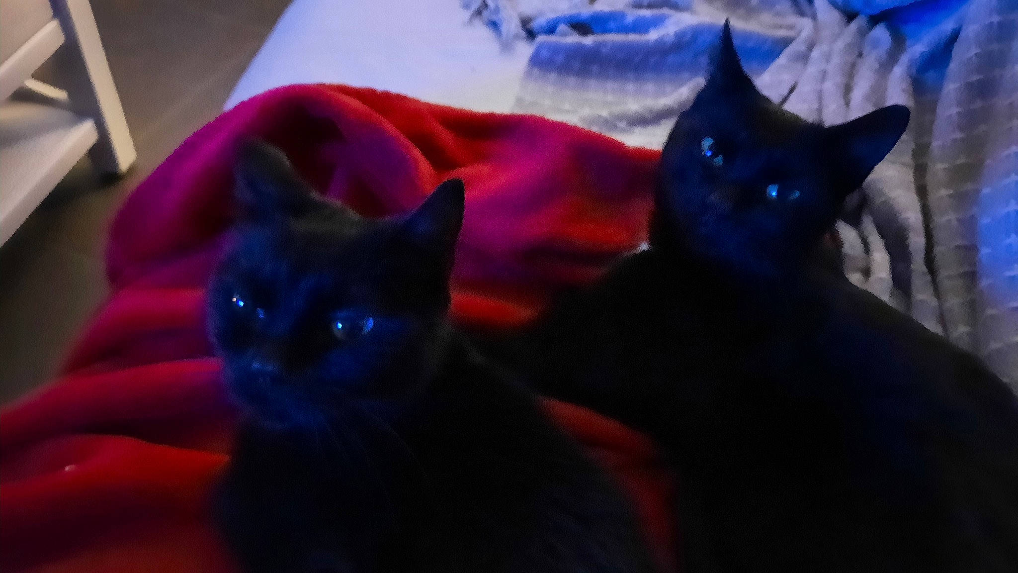 Rubis participe au concours pour gagner de l'argent avec cette photo : black_cat, bombay, carnivore, cat, comfort, darkness, domestic_short_haired_cat, electric_blue, felidae, fur, sky, small_to_medium_sized_cats, snout, vertebrate, whiskers