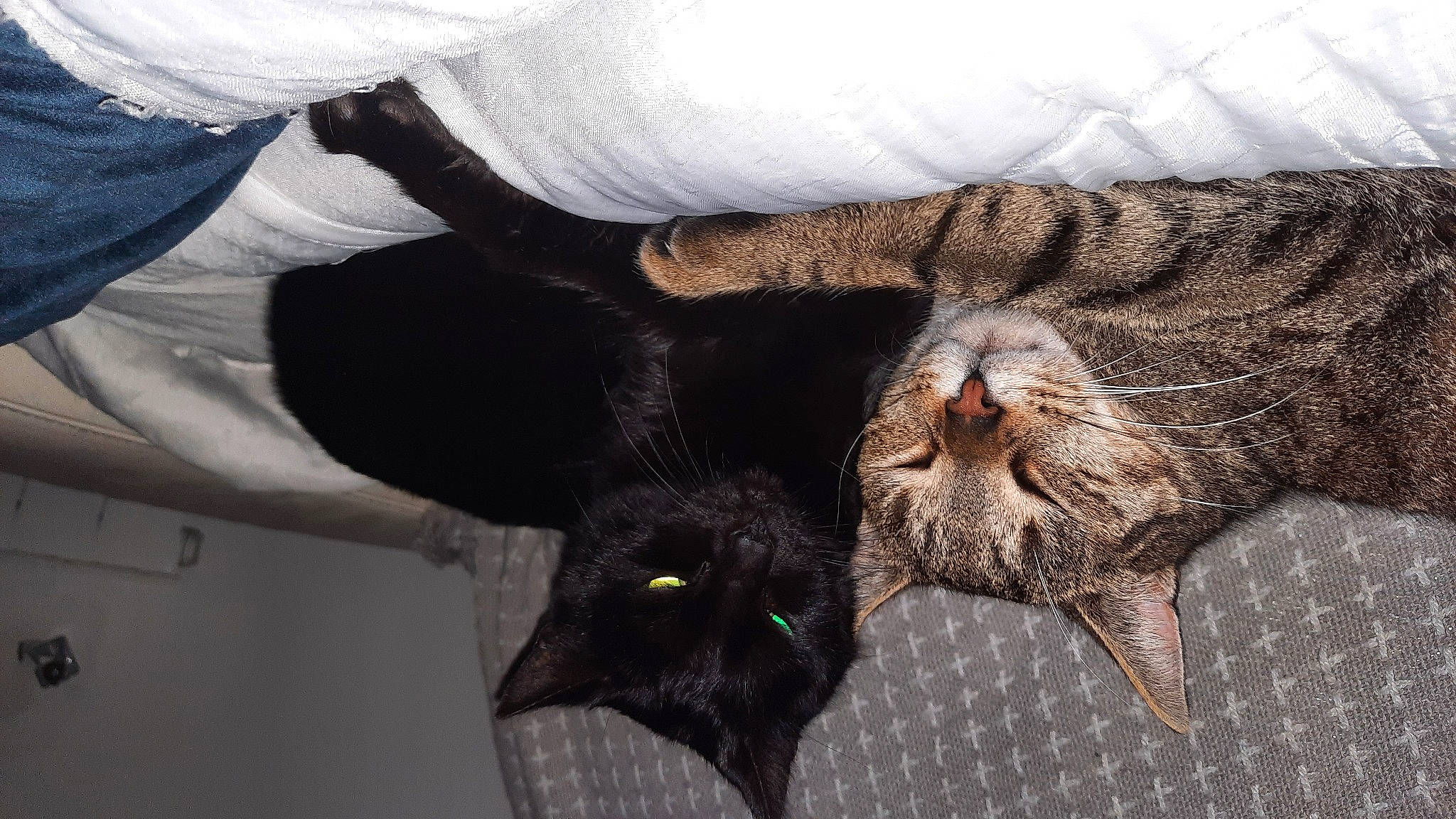 Rubis participe au concours pour gagner de l'argent avec cette photo : black_cat, bombay, carnivore, cat, claw, comfort, domestic_short_haired_cat, eye, felidae, fur, gesture, paw, small_to_medium_sized_cats, tail, terrestrial_animal, whiskers, wildlife, wing