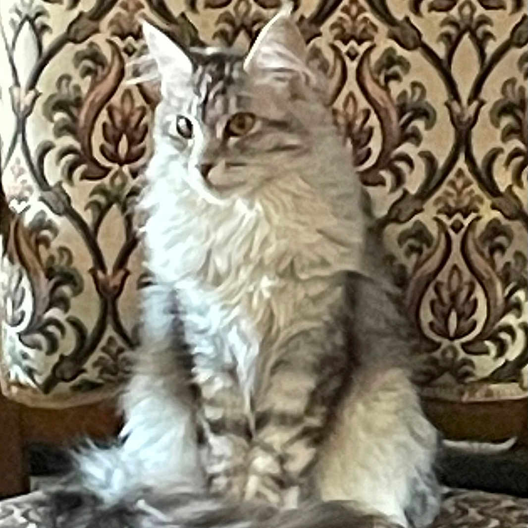 Violette participe au concours pour gagner de l'argent avec cette photo : animal, cat, chair, cozy, curious, domestic, ears, feline, fluffy, fur, furniture, home, indoor, patterned, pet, portrait, sitting, tabby, tail, wallpaper