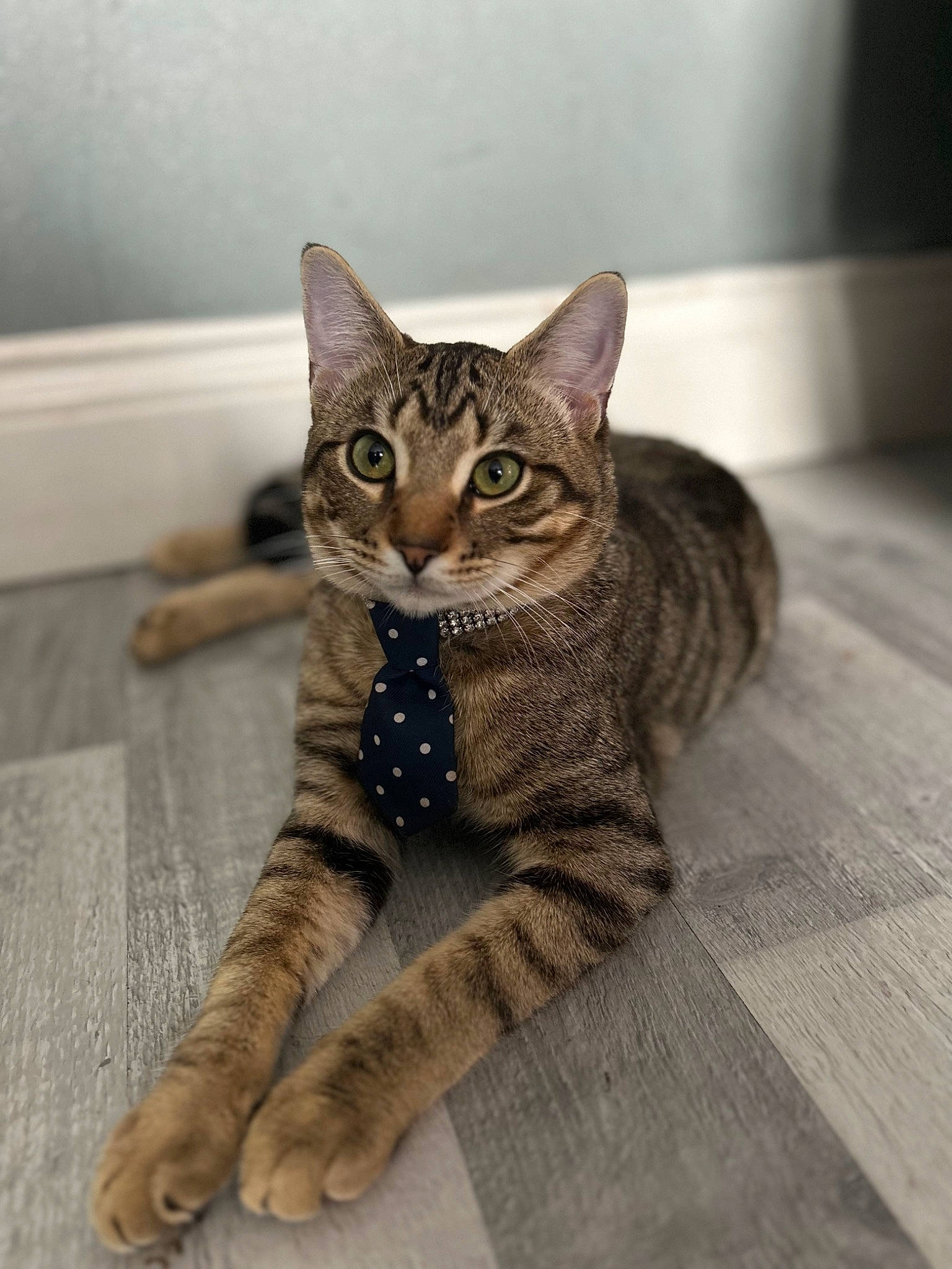 Church joined the competition — help win amazing prizes! carnivore, cat, claw, domestic_short_haired_cat, felidae, flooring, foot, fur, paw, sitting, small_to_medium_sized_cats, snout, tail, terrestrial_animal, whiskers, wildlife, wood