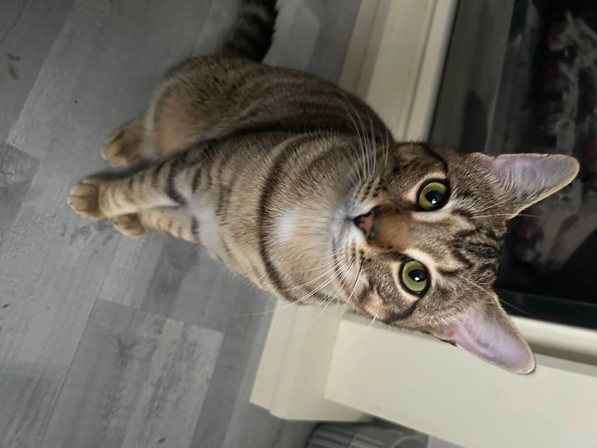 Church joined the competition — help win amazing prizes! carnivore, cat, domestic_short_haired_cat, fang, felidae, fur, paw, small_to_medium_sized_cats, snout, tail, terrestrial_animal, whiskers, wood