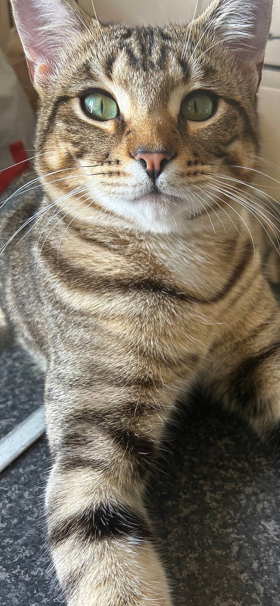 Church joined the competition — help win amazing prizes! carnivore, cat, claw, close_up, domestic_short_haired_cat, door, felidae, fur, iris, paw, photography, sitting, small_to_medium_sized_cats, snout, tail, terrestrial_animal, tree, whiskers, wildlife