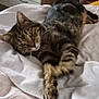 cat, tabby_cat, pet, feline, bed, blanket, paw, whiskers, stretch, lying_down, close_up, indoor, bedroom, fur, tabby, cute, domestic_animal, sleepy, portrait, reclining