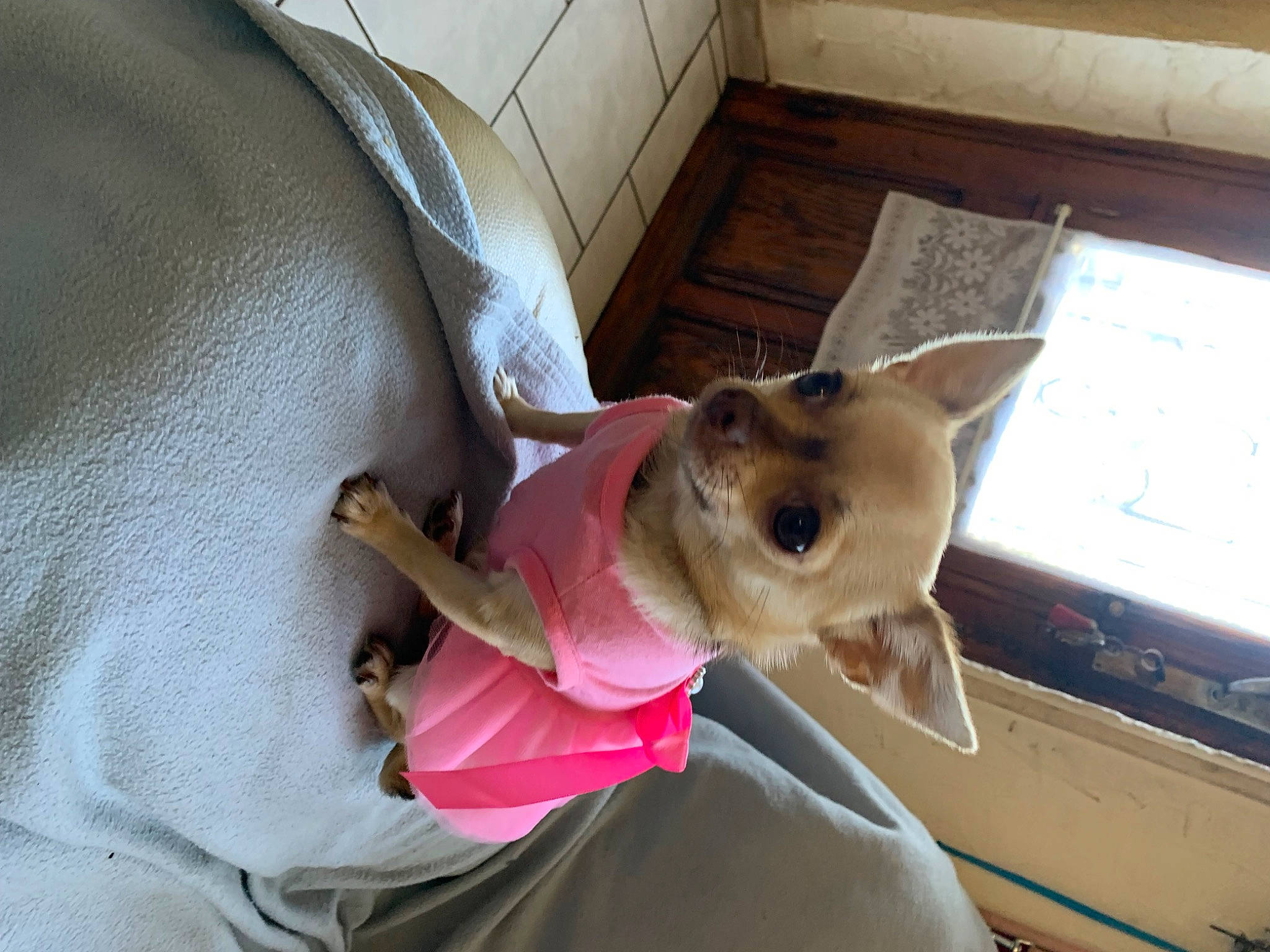 Tina participe au concours pour gagner de l'argent avec cette photo : box, canidae, carnivore, chihuahua, collar, comfort, companion_dog, computer_keyboard, dog, dog_breed, dog_supply, ear, fawn, felidae, pet_supply, snout, sporting_group, toy_dog, whiskers, working_animal