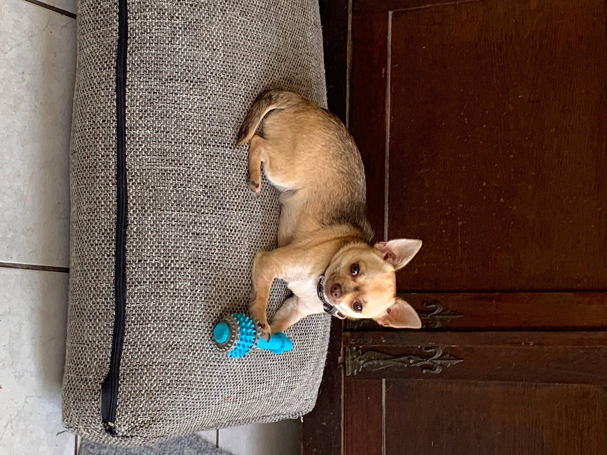 Tina a rejoint le concours — aidez-le/la à gagner de superbes lots ! animal_shelter, canidae, carnivore, comfort, companion_dog, corgi_chihuahua, dog, dog_breed, fawn, felidae, fur, linens, pet_supply, sporting_group, tail, toy_dog, whiskers, wood, working_animal