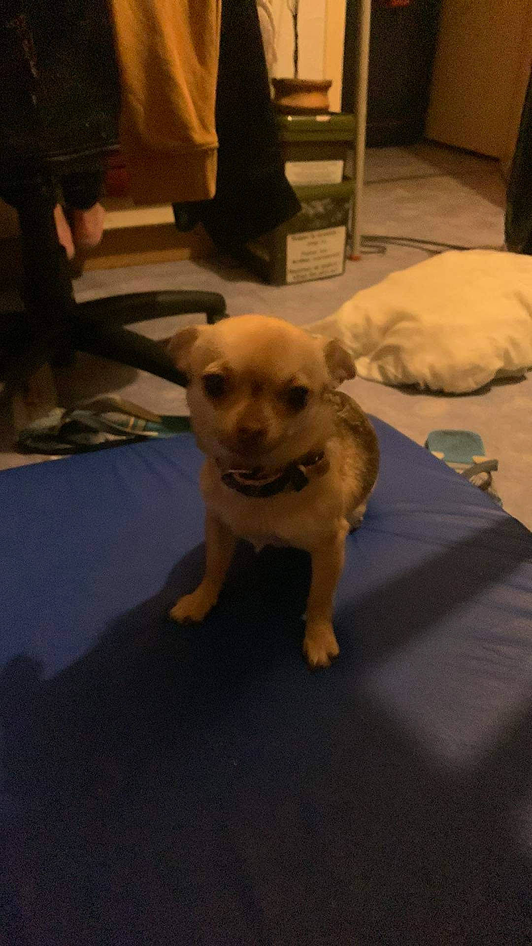 Tina a rejoint le concours — aidez-le/la à gagner de superbes lots ! bed, carnivore, comfort, companion_dog, dog, dog_breed, dog_clothes, fawn, flooring, fur, hardwood, paw, pillow, snout, sporting_group, tail, toy_dog, whiskers, wood, working_animal