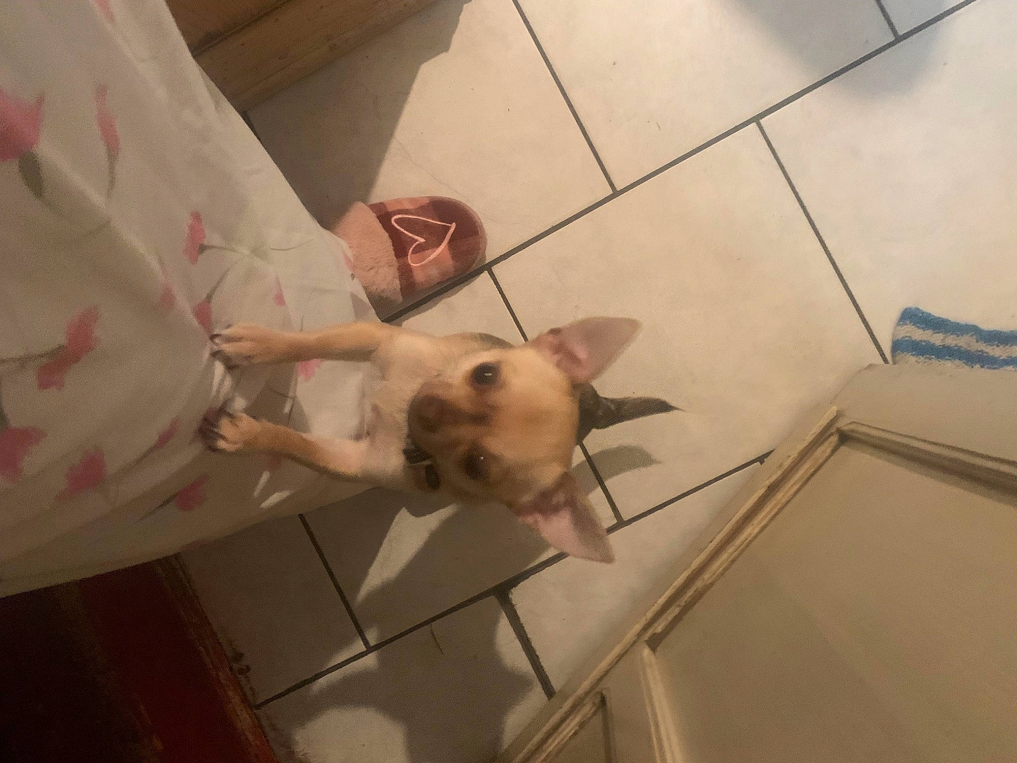 Tina a rejoint le concours — aidez-le/la à gagner de superbes lots ! canidae, carnivore, comfort, companion_dog, dog, dog_breed, event, fawn, felidae, floor, flooring, hardwood, room, small_to_medium_sized_cats, snout, sporting_group, tail, toy_dog, wood, working_animal