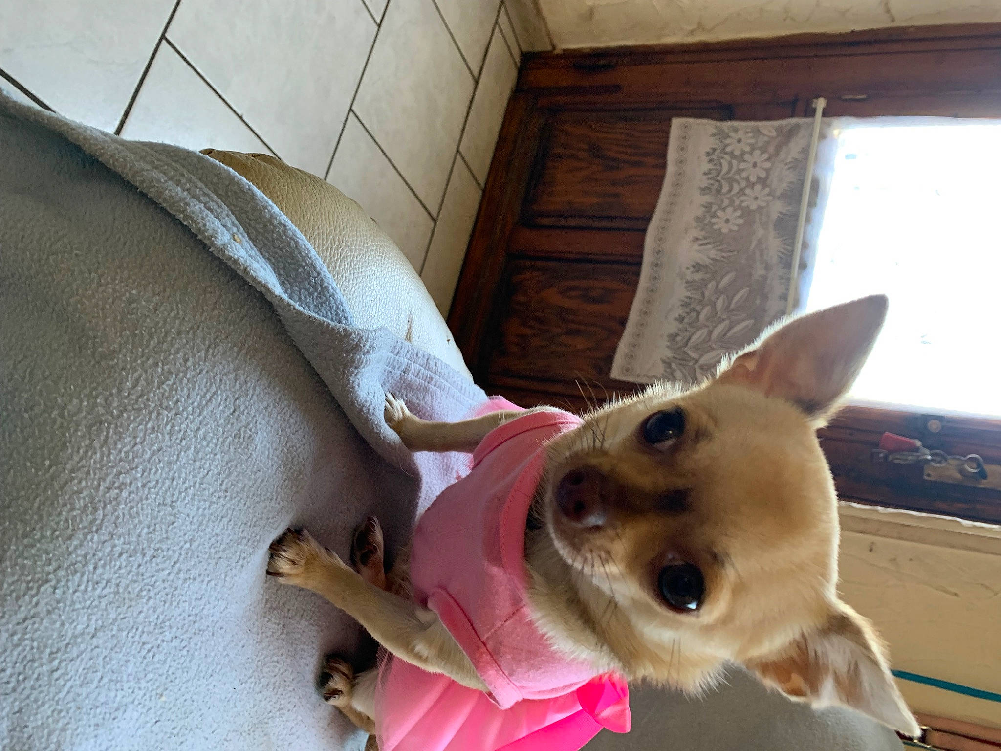 Tina a rejoint le concours — aidez-le/la à gagner de superbes lots ! canidae, carnivore, collar, comfort, companion_dog, dog, dog_breed, dog_supply, ear, fawn, felidae, fur, hardwood, snout, sporting_group, toy_dog, whiskers, window, wood, working_animal