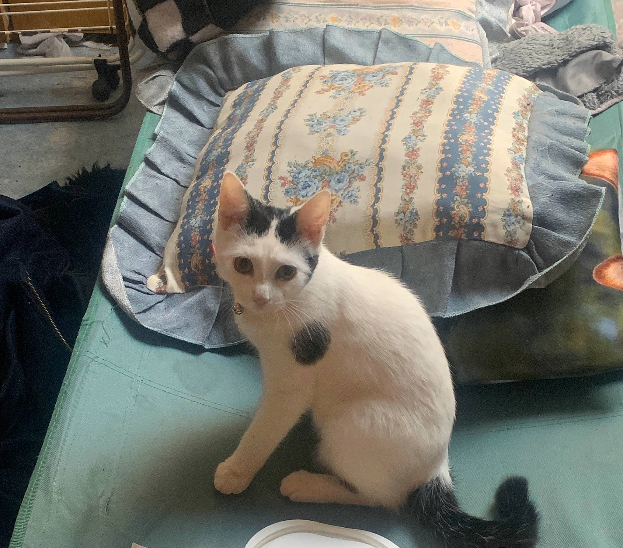 Chloe a rejoint le concours — aidez-le/la à gagner de superbes lots ! carnivore, cat, collar, comfort, domestic_short_haired_cat, fawn, felidae, fur, linens, paw, pet_supply, small_to_medium_sized_cats, snout, tail, whiskers