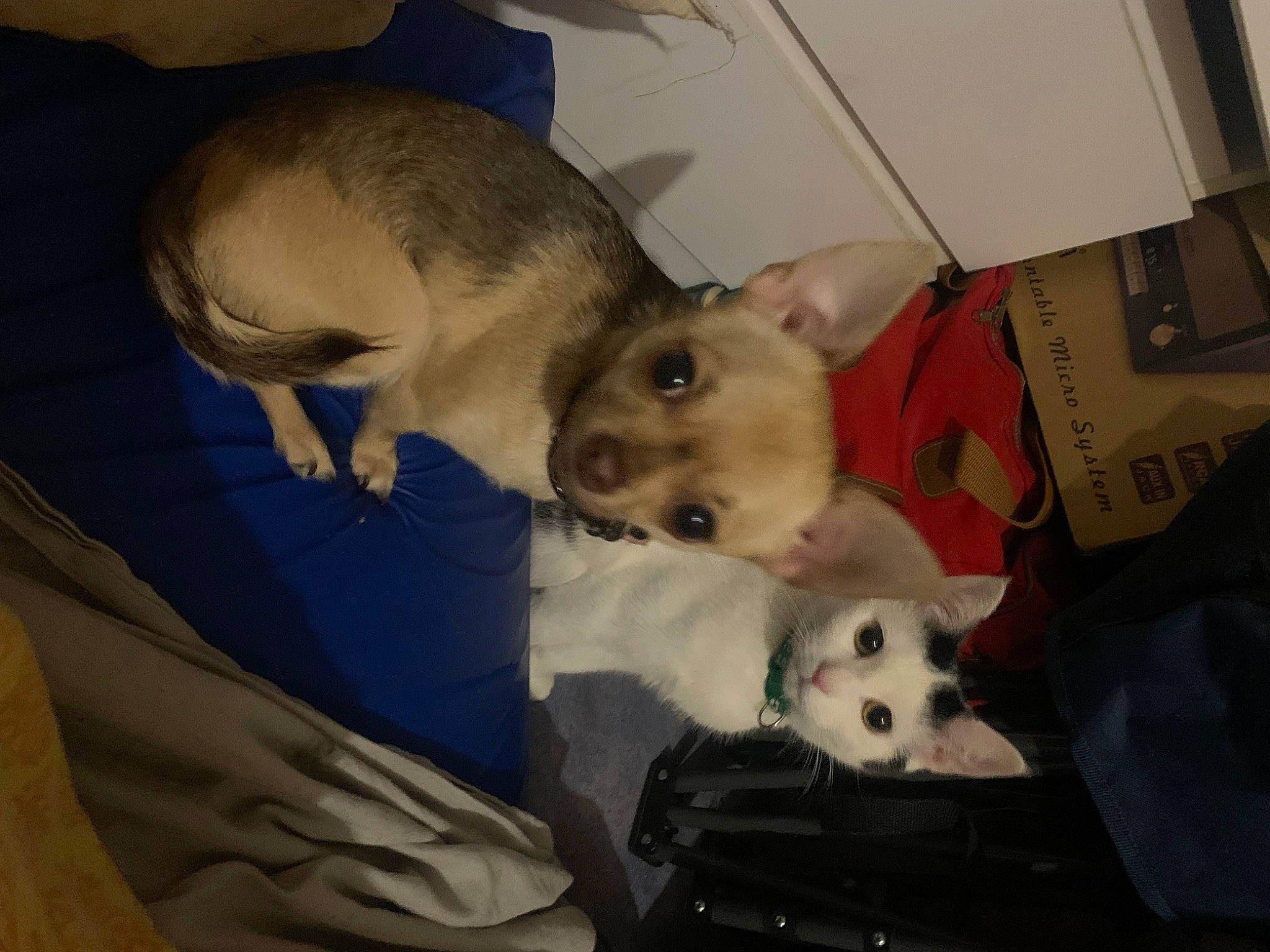 Chloe participe au concours pour gagner de l'argent avec cette photo : canidae, carnivore, comfort, companion_dog, computer_keyboard, dog_breed, fawn, fur, mammal, non_sporting_group, paw, snout, sporting_group, tail, terrestrial_animal, toy, toy_dog, vertebrate, whiskers, working_animal