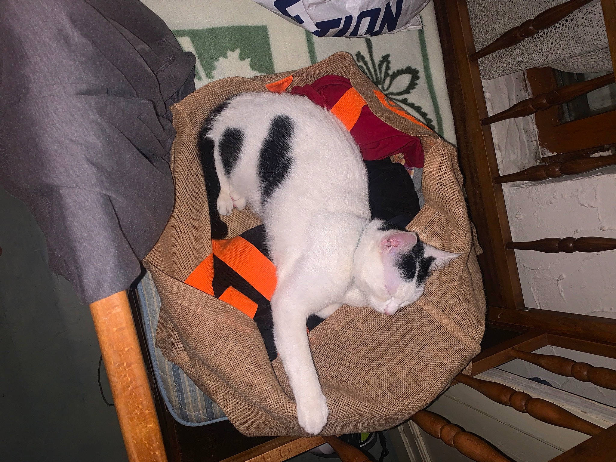 Chloe participe au concours pour gagner de l'argent avec cette photo : balinese, carnivore, cat, chair, comfort, companion_dog, dog_breed, domestic_short_haired_cat, fawn, felidae, flooring, fur, hardwood, paw, pet_supply, room, small_to_medium_sized_cats, tail, whiskers, wood