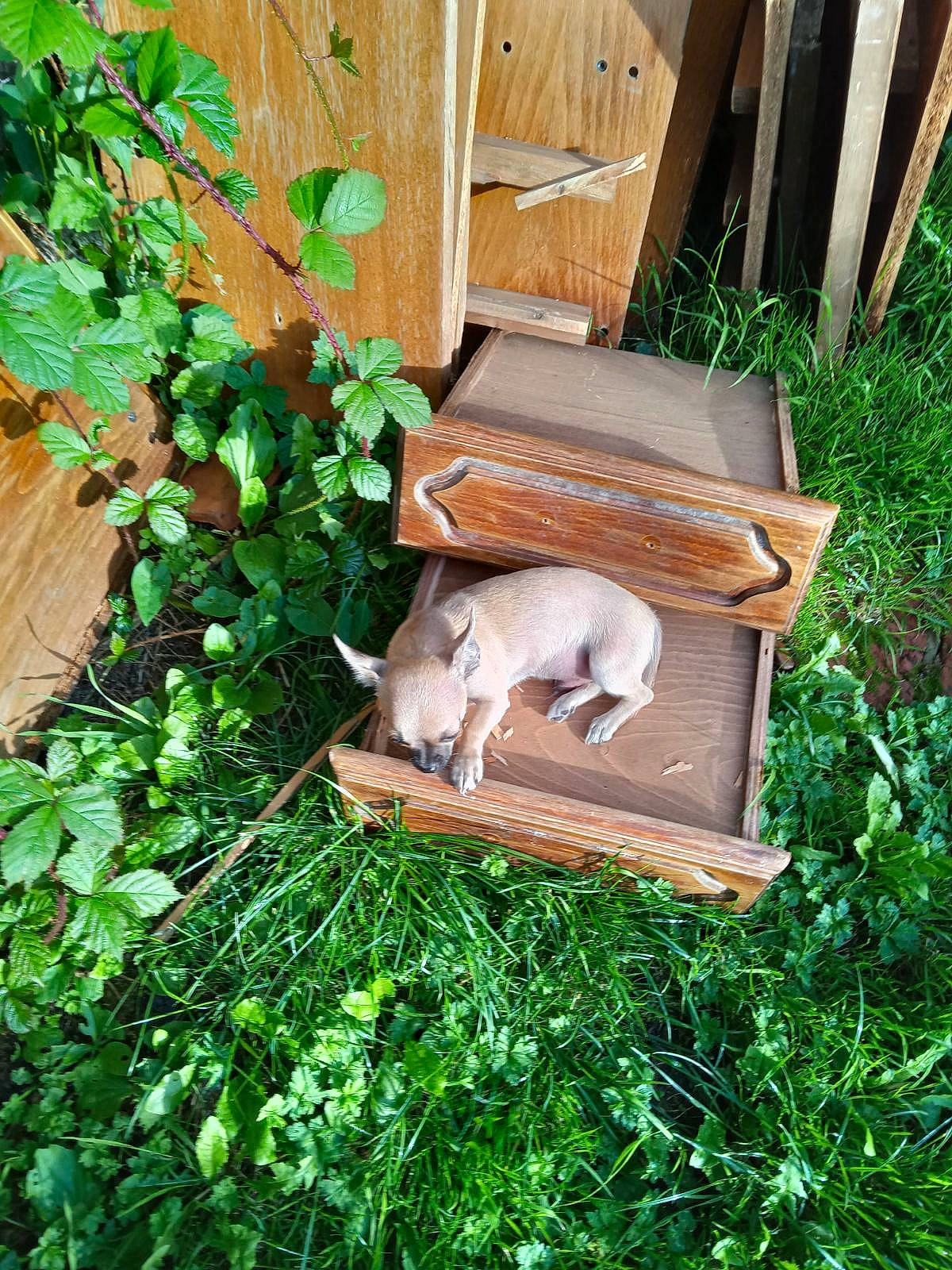 Hugo participe au concours pour gagner de l'argent avec cette photo : annual_plant, backyard, fawn, felidae, garden, grass, groundcover, hardwood, herb, outdoor_furniture, plant, rabbit, rectangle, shrub, small_to_medium_sized_cats, sporting_group, tail, wildlife, wood, yard