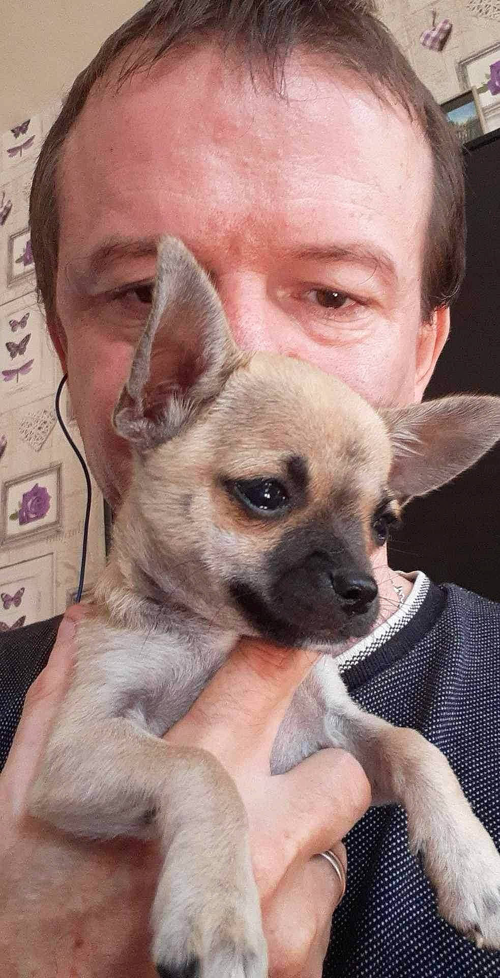 Hugo participe au concours pour gagner de l'argent avec cette photo : canidae, carnivore, companion_dog, dog, dog_breed, ear, eyelash, fawn, fur, non_sporting_group, nose, organ, photography, skin, snout, terrestrial_animal, toy_dog, whiskers, working_animal