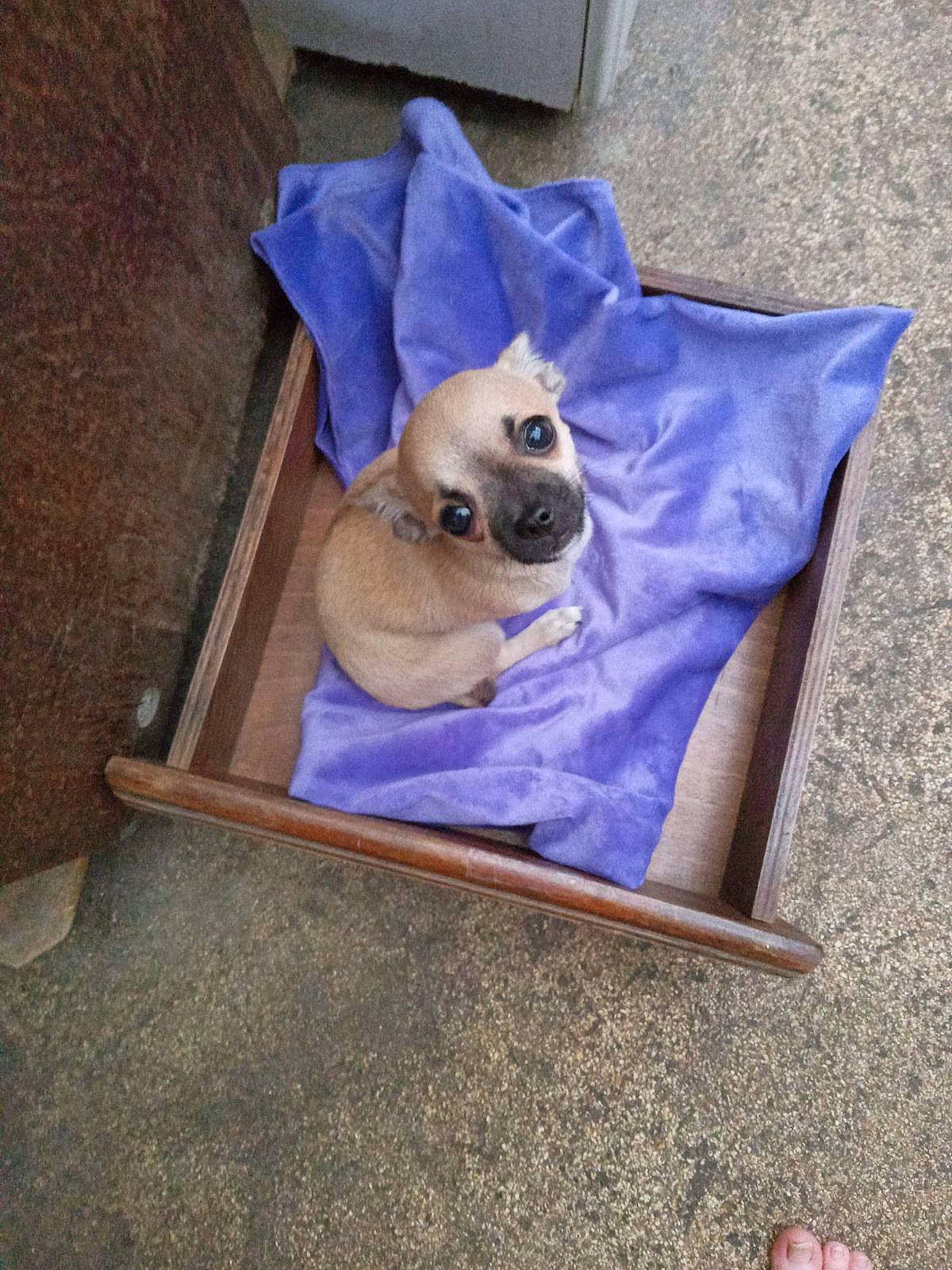 Hugo a rejoint le concours — aidez-le/la à gagner de superbes lots ! canidae, carnivore, companion_dog, dog, dog_breed, dog_clothes, dog_supply, electric_blue, fawn, hat, linens, non_sporting_group, pug, puppy, snout, sporting_group, toy_dog, working_animal