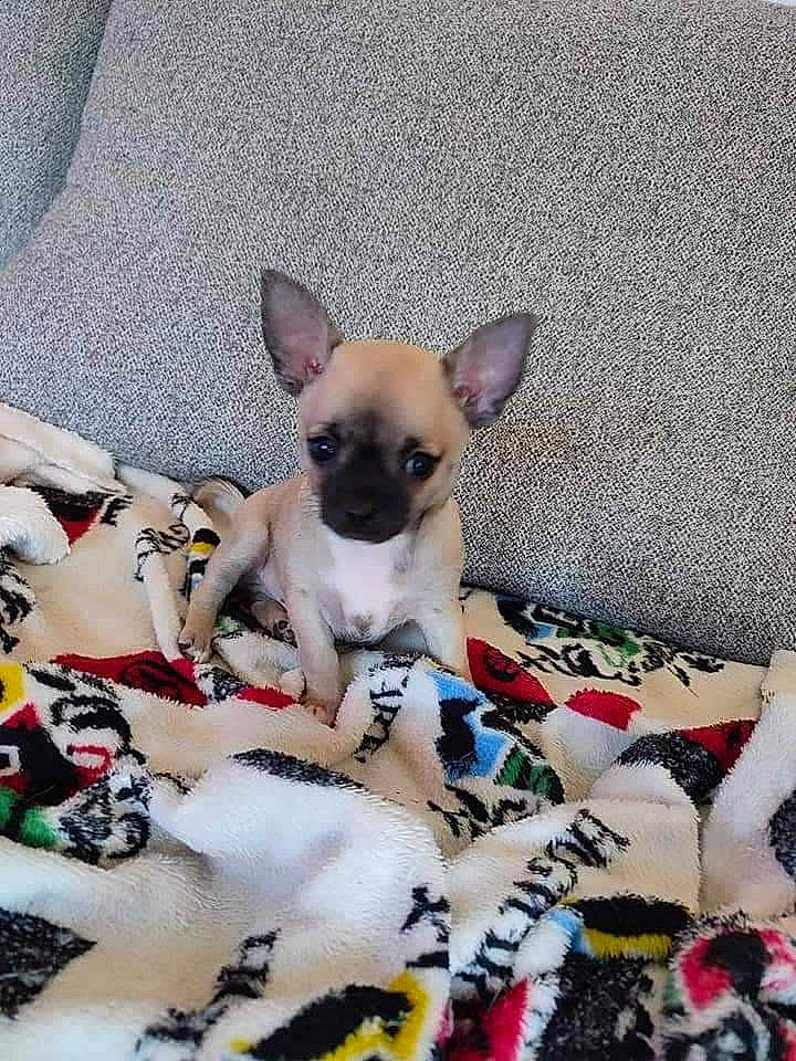 Hugo a rejoint le concours — aidez-le/la à gagner de superbes lots ! canidae, carmine, carnivore, chihuahua, collar, comfort, companion_dog, dog, dog_breed, dog_supply, fawn, fur, linens, pattern, pet_supply, snout, sporting_group, toy_dog, whiskers, working_animal