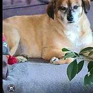 Roxy participe au concours pour gagner de l'argent avec cette photo : dog, couch, indoor, plant, pet, relaxed, fur, brown, gray, home, animal, canine, resting, leaf, furniture, domestic, portrait, companion, household, photo_screenshot
