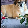 dog, couch, indoor, plant, pet, relaxed, fur, brown, gray, home, animal, canine, resting, leaf, furniture, domestic, portrait, companion, household, photo_screenshot