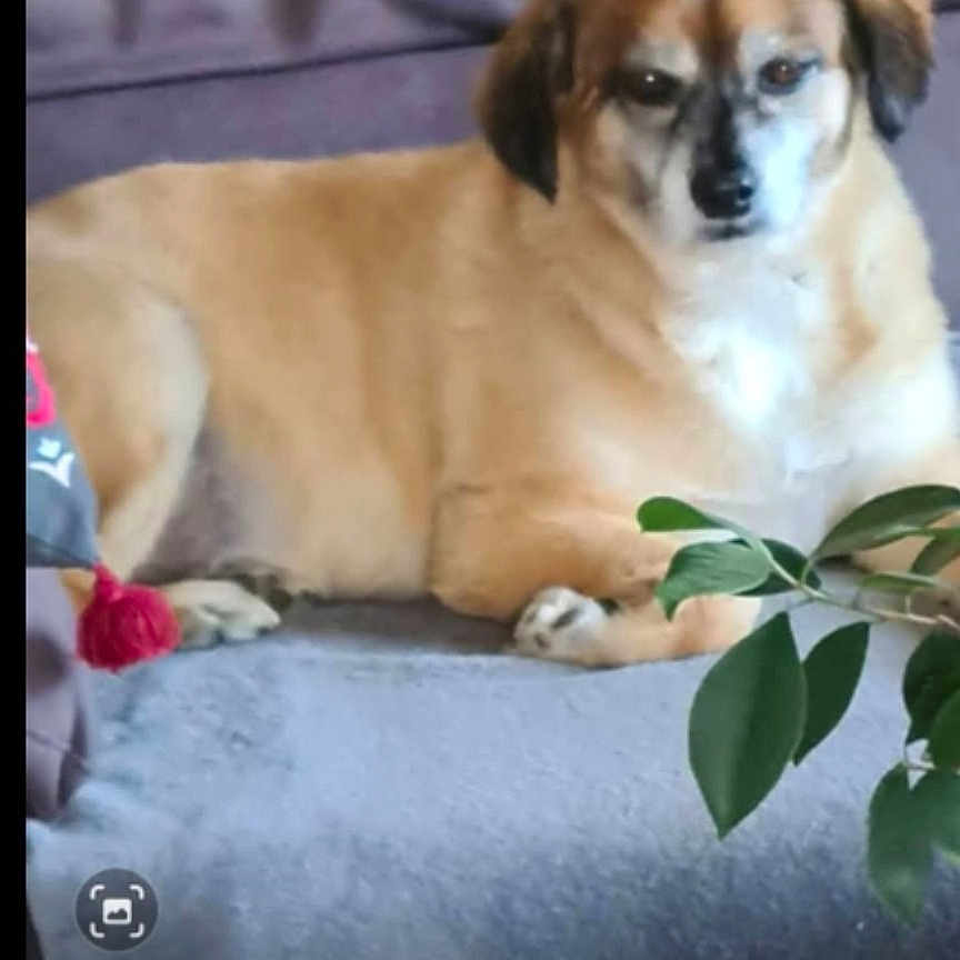 Roxy