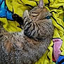 Sage joined the competition — help win amazing prizes! cat, tabby, sleeping, curled_up, paw, blanket, soft, colorful, yellow, blue, pink, fur, pet, collar, relaxed, resting, indoor, cute, animal, comfort