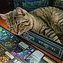 Sage is registered to the contest to win money with this photo: cat, tabby, board_game, table, box, resting, sleepy, feline, striped, pet, indoor, cozy, game_cards, game_board, playing_cards, patterned_fabric, relaxed, animal, closeup, home