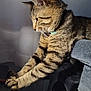 animal, cat, cat_tree, claws, close_up, collar, curious, feline, focused, fur, indoor, paws, pet, relaxed, side_view, soft_light, stretching, striped, tabby, whiskers
